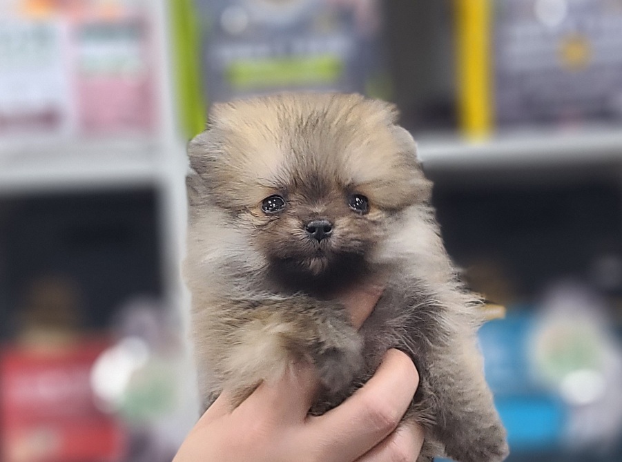 3743812418_RxIrAcND_38e4912d988fae2f3e20b48b7f32041000cf2a88.jpg 이미지크게보기