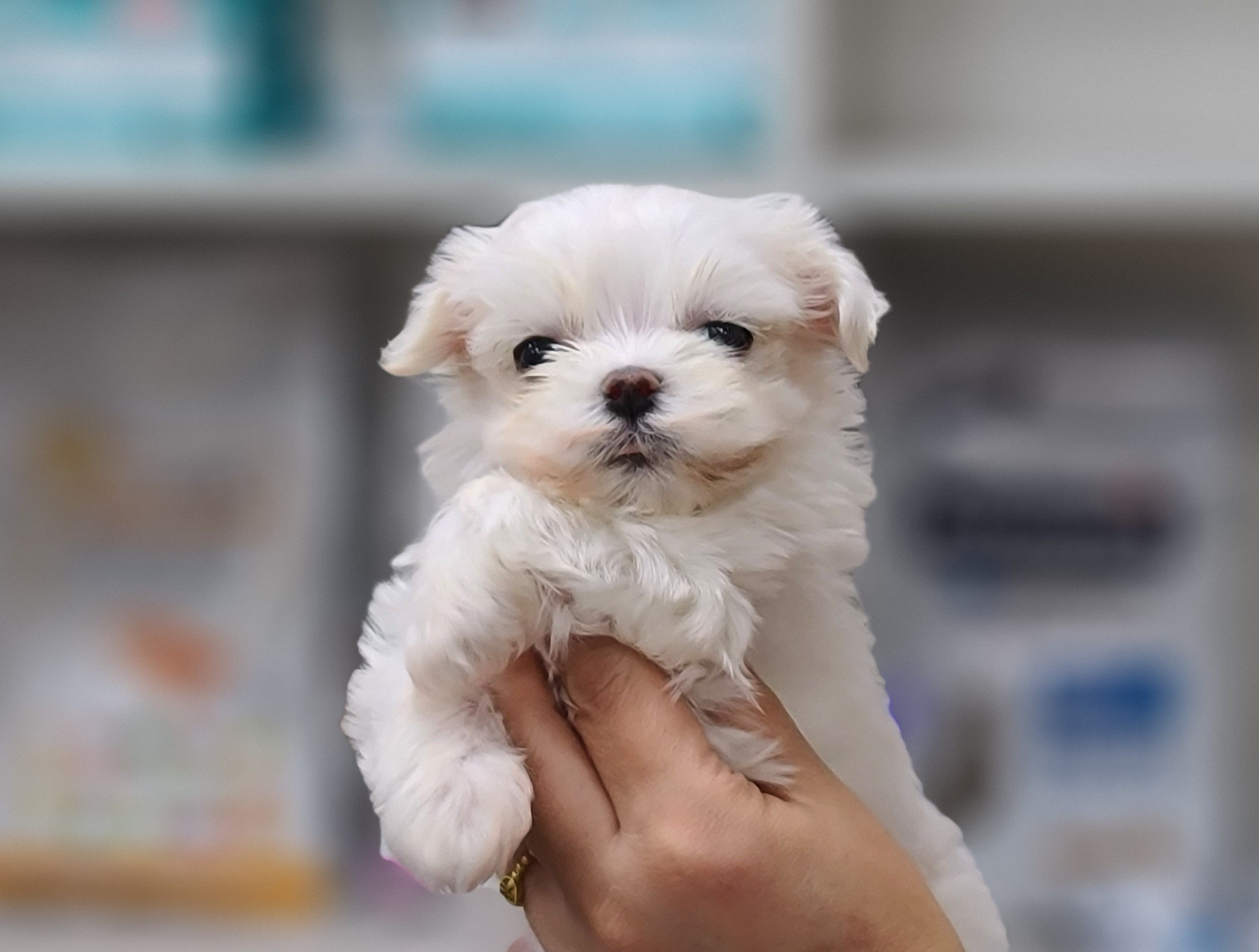 3743812462_PljHCzrV_9bd0e72198961dd01d173079bd664a0f657124a2.jpg 이미지크게보기