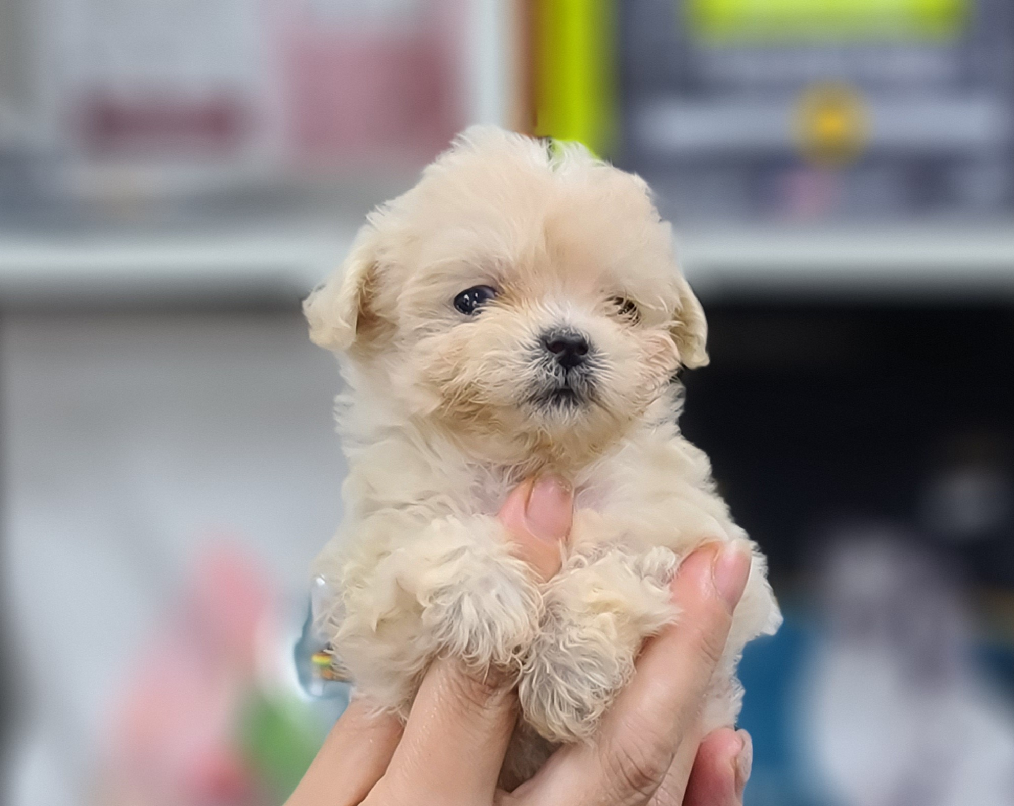 3743812462_bASd2sLW_83e02de427c1e344f16e2069284b9c12449749b7.jpg 이미지크게보기