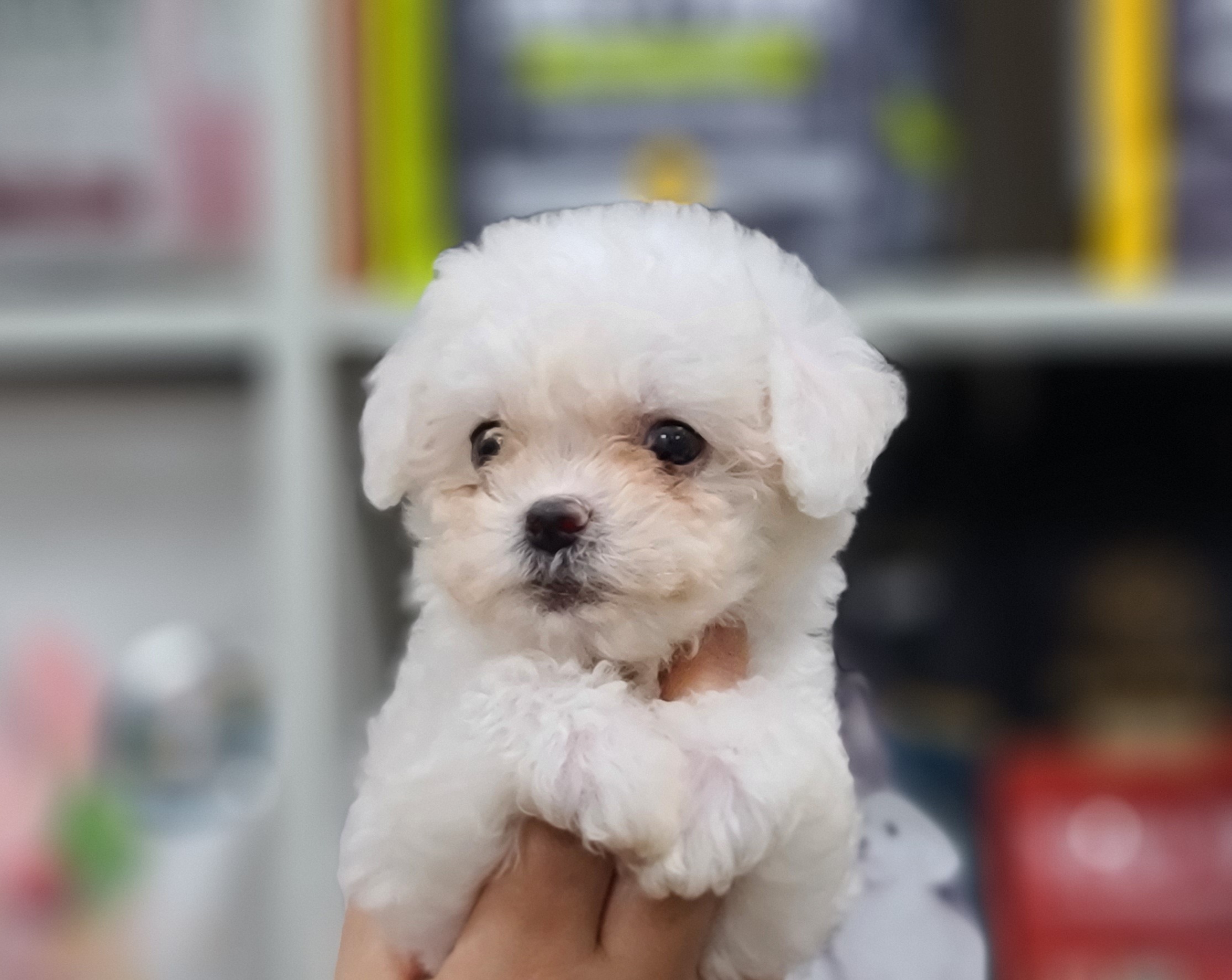 3743812462_ceNsRjLJ_7e2a39cee704c31c5b4581ef5b3b99e733e524aa.jpg 이미지크게보기