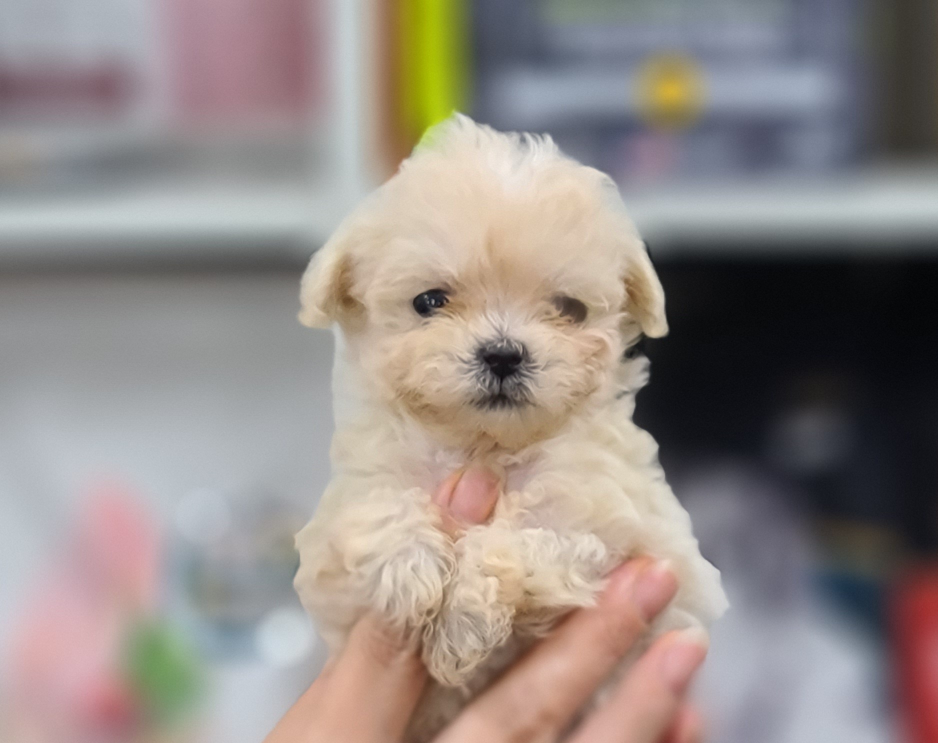 3743812462_lo9Fw0Dd_5c1ea555a77141e74da73dfa467a63c27b952f36.jpg 이미지크게보기
