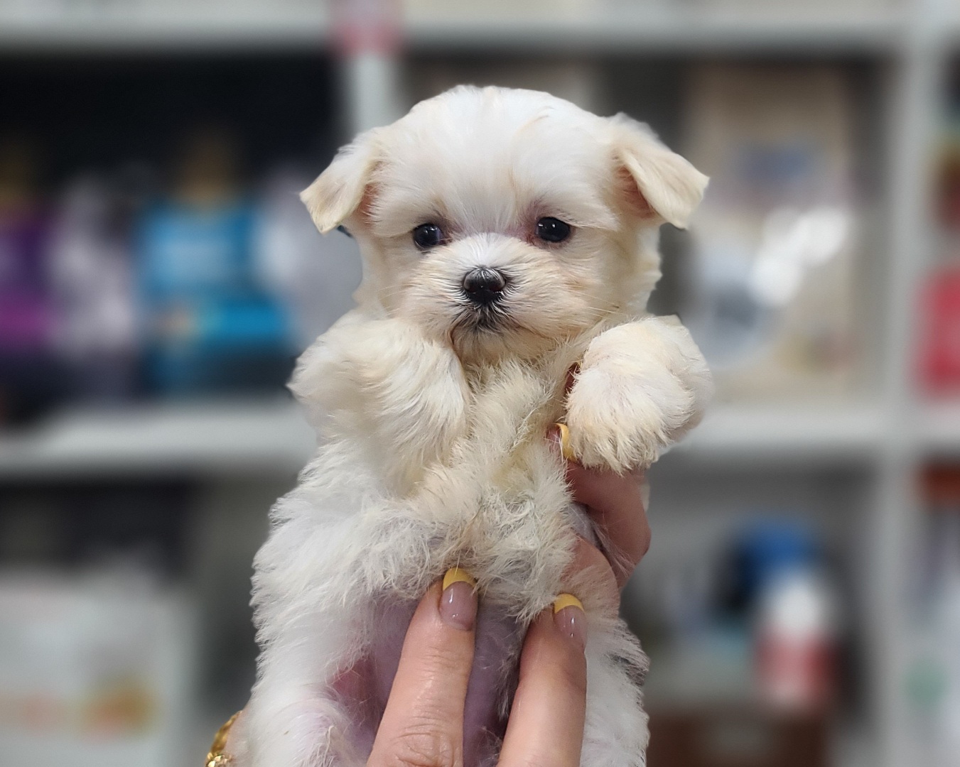 3743818167_8CBTsMcm_b7ab2d58074ecdd378da9077f33ce6800c612438.jpg 이미지크게보기