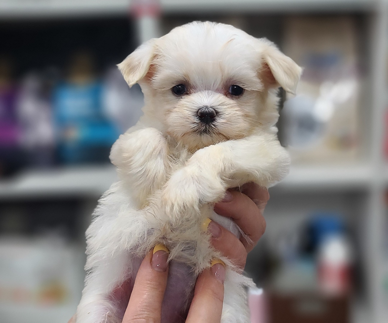 3743818167_liVmAsKk_96e2f494c6e4bc01559b3714c97e3a81586b873c.jpg 이미지크게보기