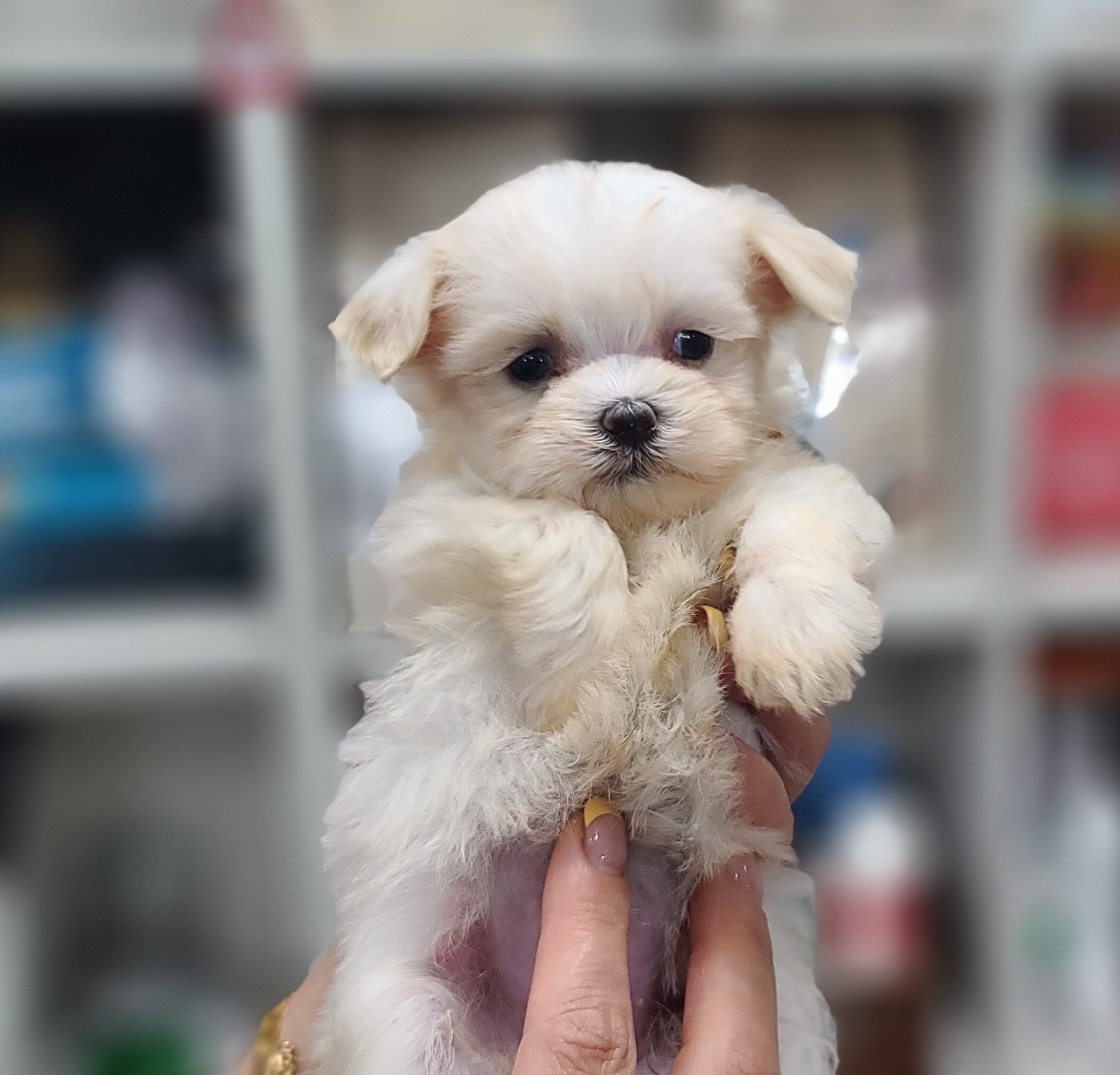 3743818167_yjbuJMr6_620bbcd4e5639498c90f86d2cbb4c372da5087e9.jpg 이미지크게보기