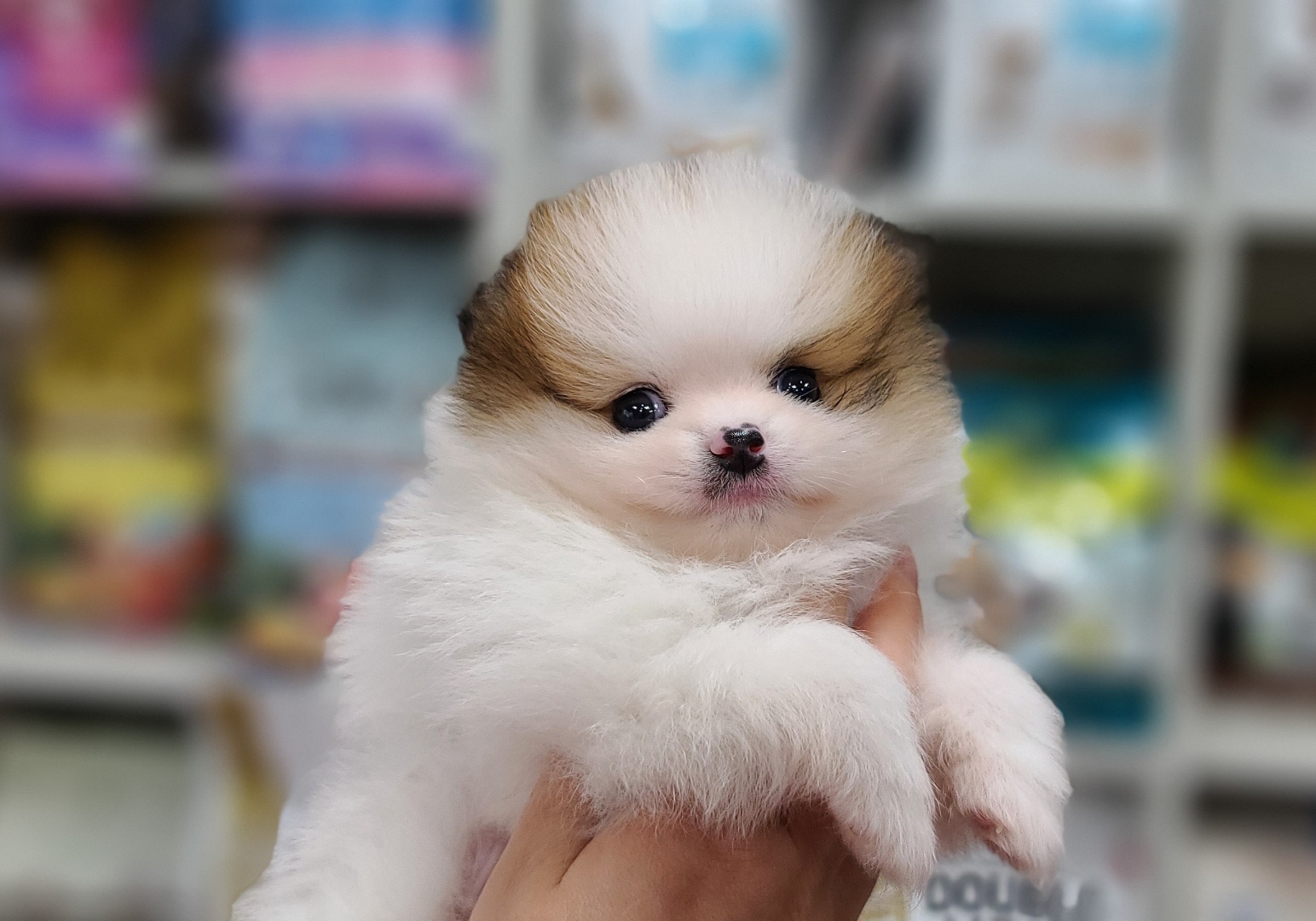 3743818343_hQIlCcpM_a816845c08ed7f056bba4ae41efe0e0d0e0b1bdb.jpg 이미지크게보기