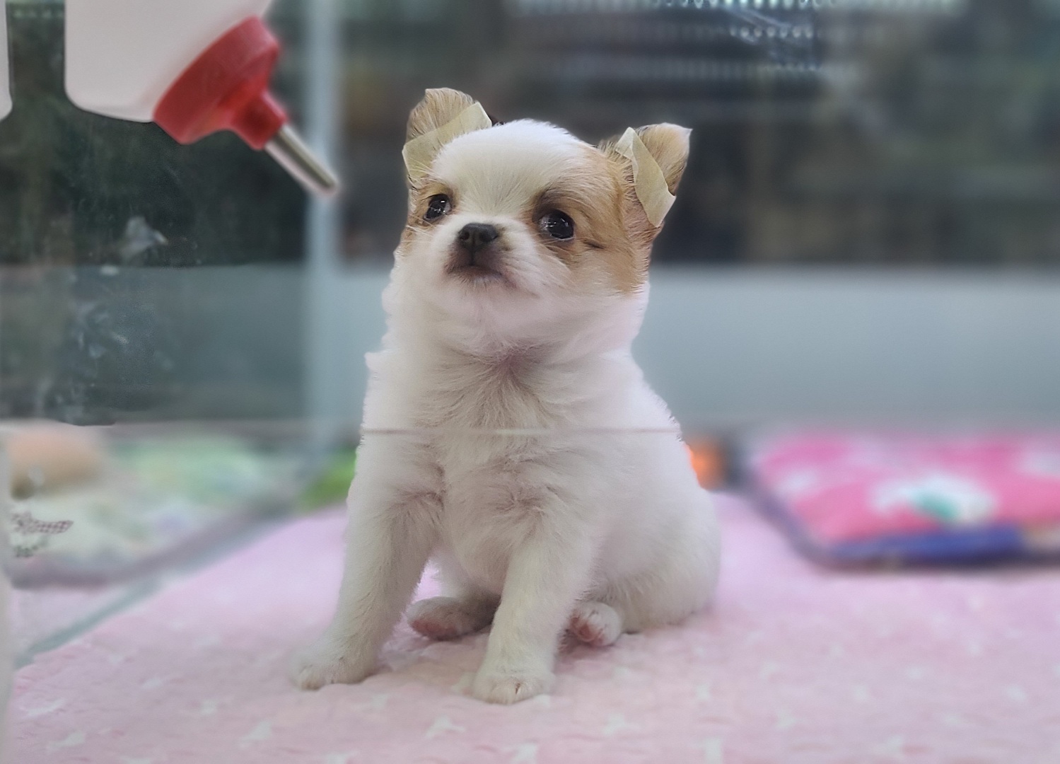 3743821217_KNQ2xq5O_f153db5c3b082cd57298ab578e6d3989ef269906.jpg 이미지크게보기