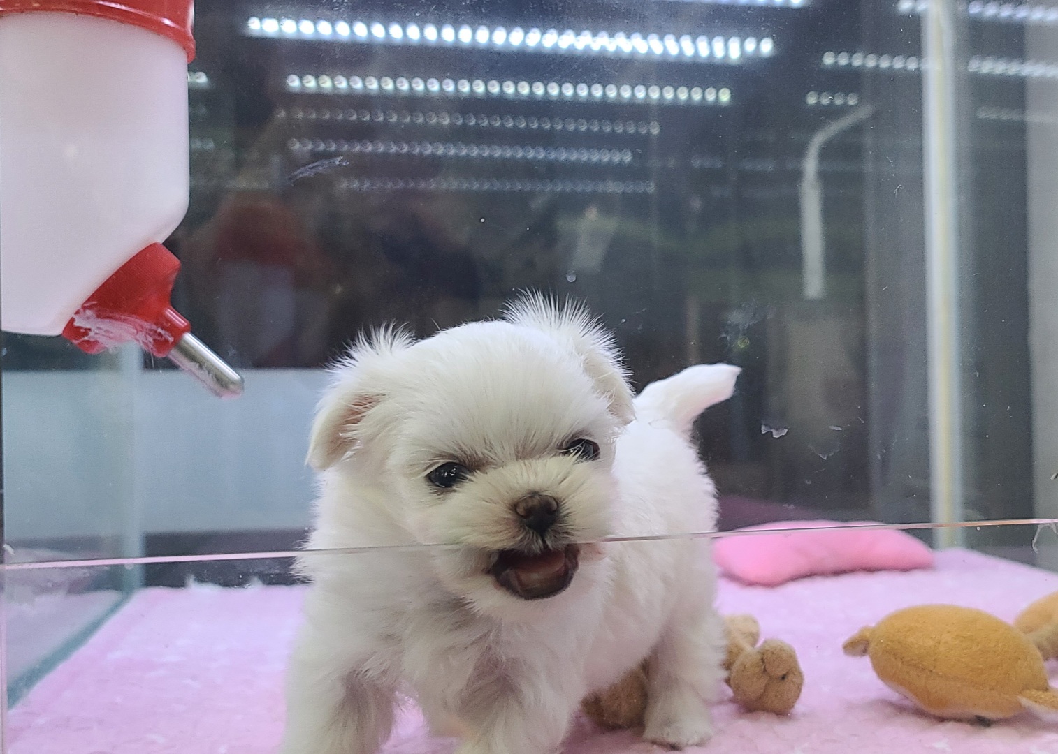 3743821217_WL6enGgU_5d127cb4427c320ebc193e49ffdb61ac8f7cdb1d.jpg 이미지크게보기