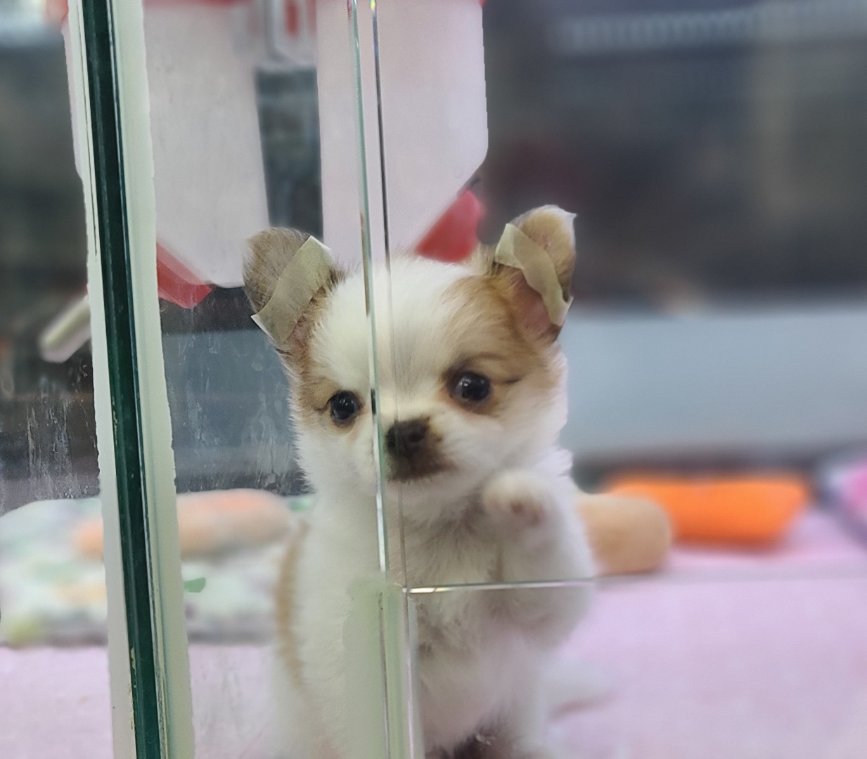 3743821217_g1VKZYwW_060ba1eb5cfbe3d9fce20e1818e043a7b4e6297d.jpg 이미지크게보기