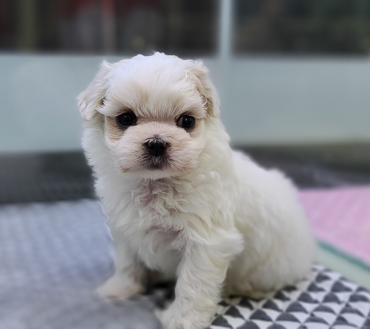 3743821613_Jbl086TK_17969a97f59b3d9bf8797fbdbcc97149a49f156a.jpg 이미지크게보기