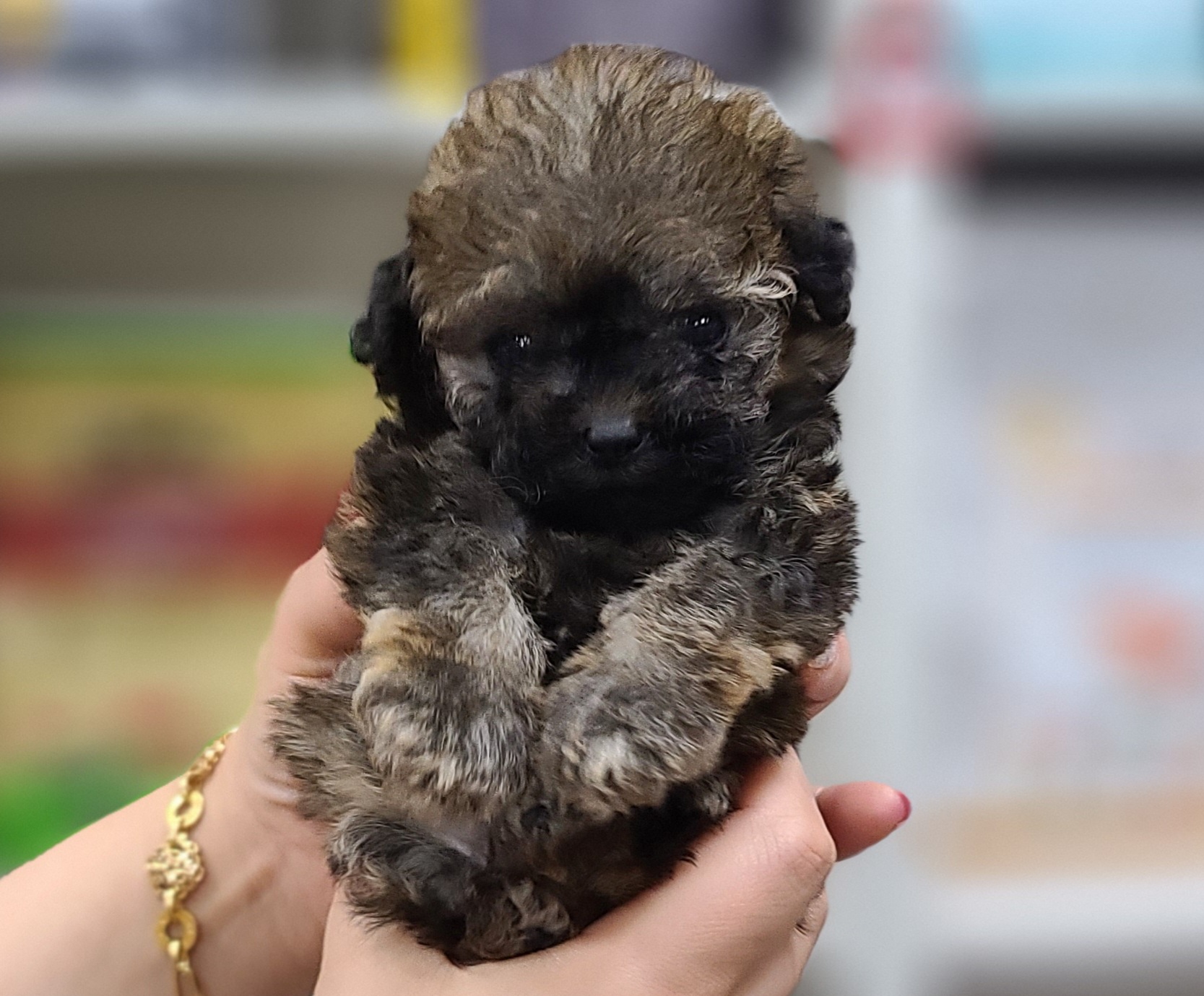 3743822681_I4NP7sJU_8d1fdc2eef40122927bb031b87d7a13cd59ac3fa.jpg 이미지크게보기