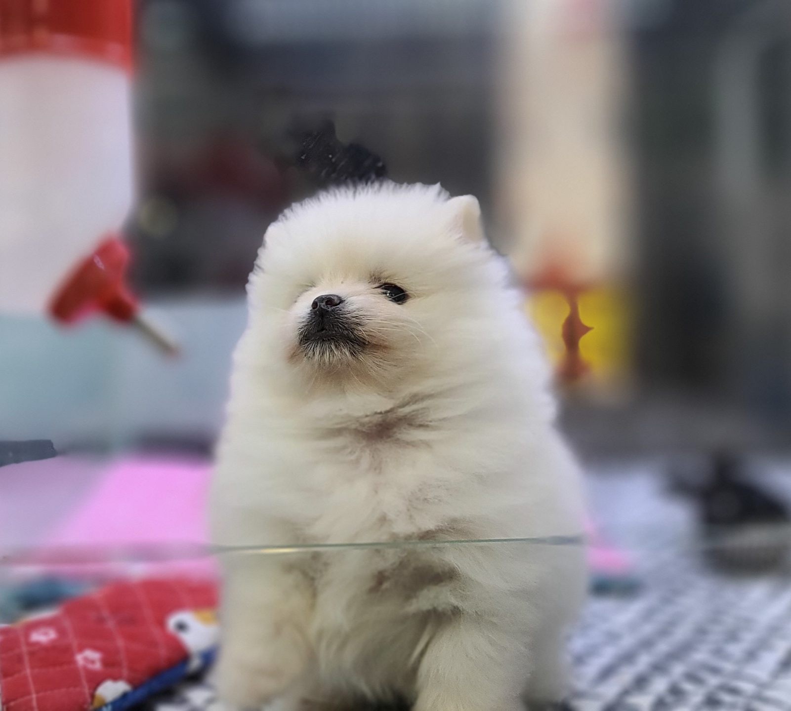 3743823081_EbBXCdWn_6453d47a3ceac10d00042805007255c1ec005104.jpg 이미지크게보기