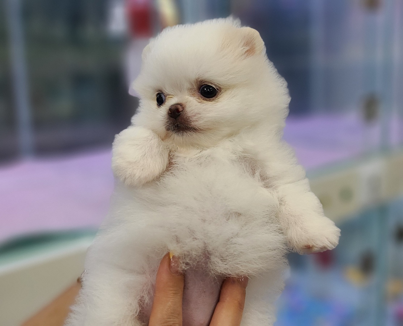 3743823456_giLzvZuq_f182303988c88ee575de113d7b12d63f73e0d005.jpg 이미지크게보기