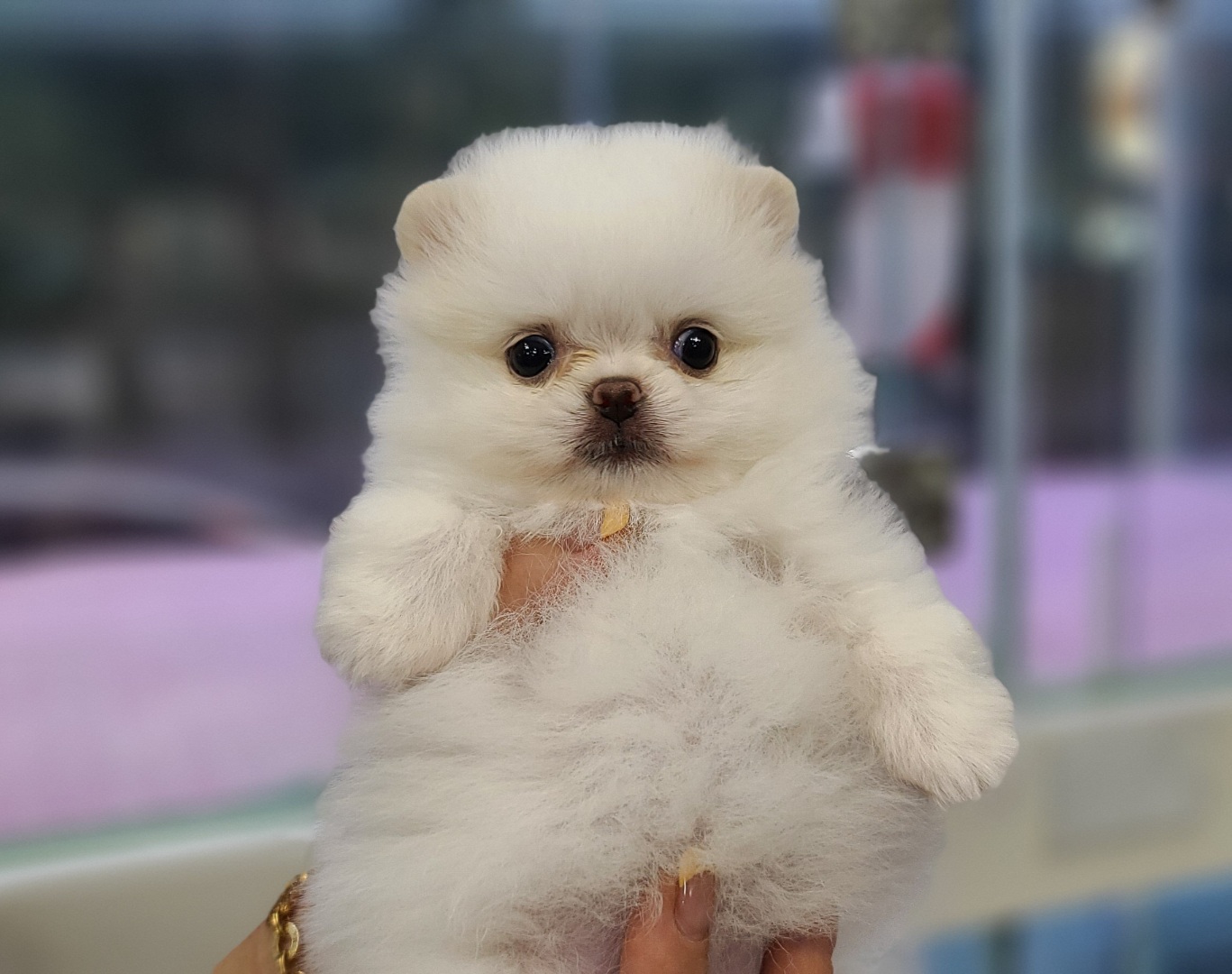 3743823456_mlLJ8FhA_36e2b8614ff7f4f7e54e8d03c2ec3636b0b43f3c.jpg 이미지크게보기