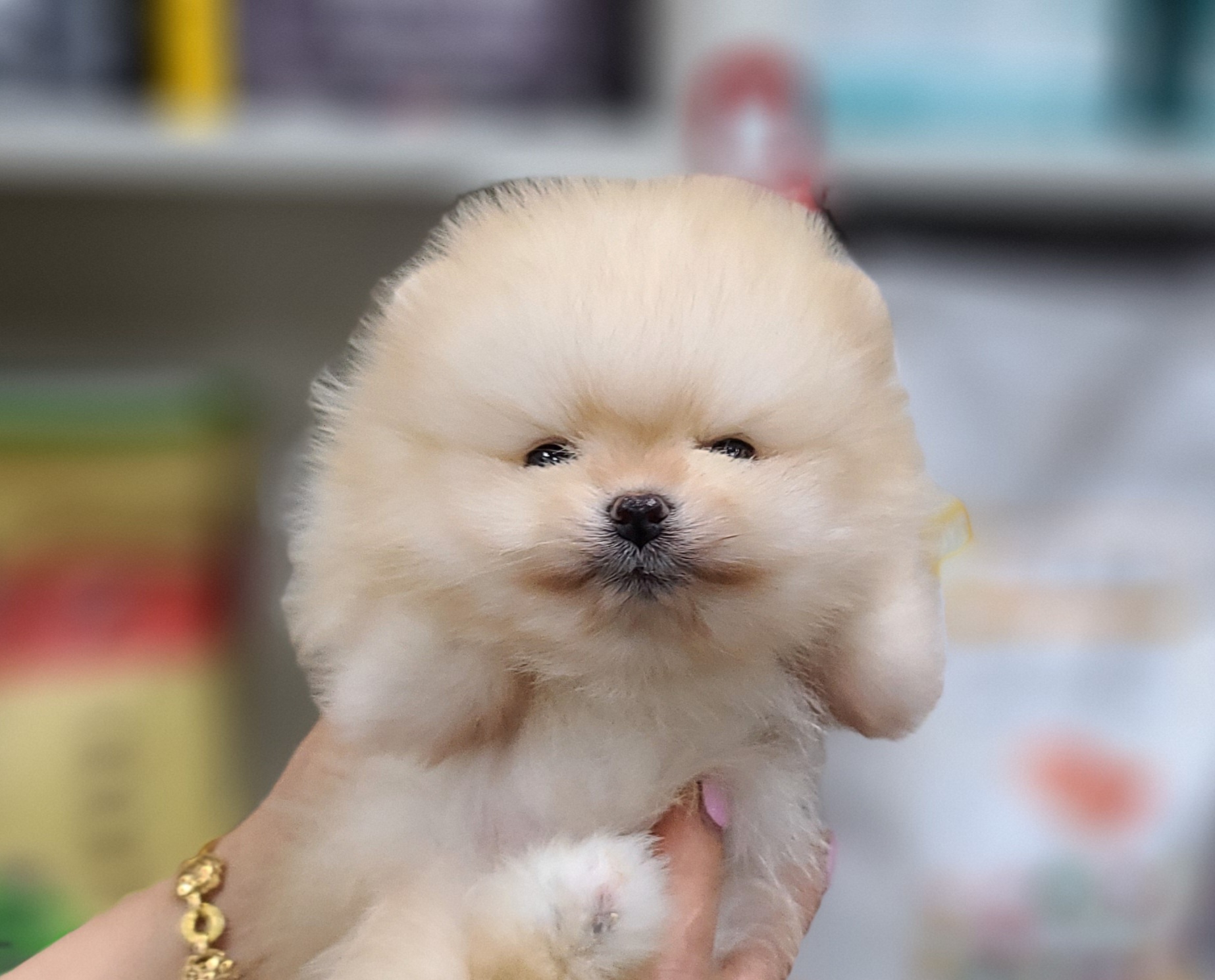 3743823494_gq9yDaHr_58b20fa6344dd6302a1c0a1a1b64ee0c33d211ea.jpg 이미지크게보기