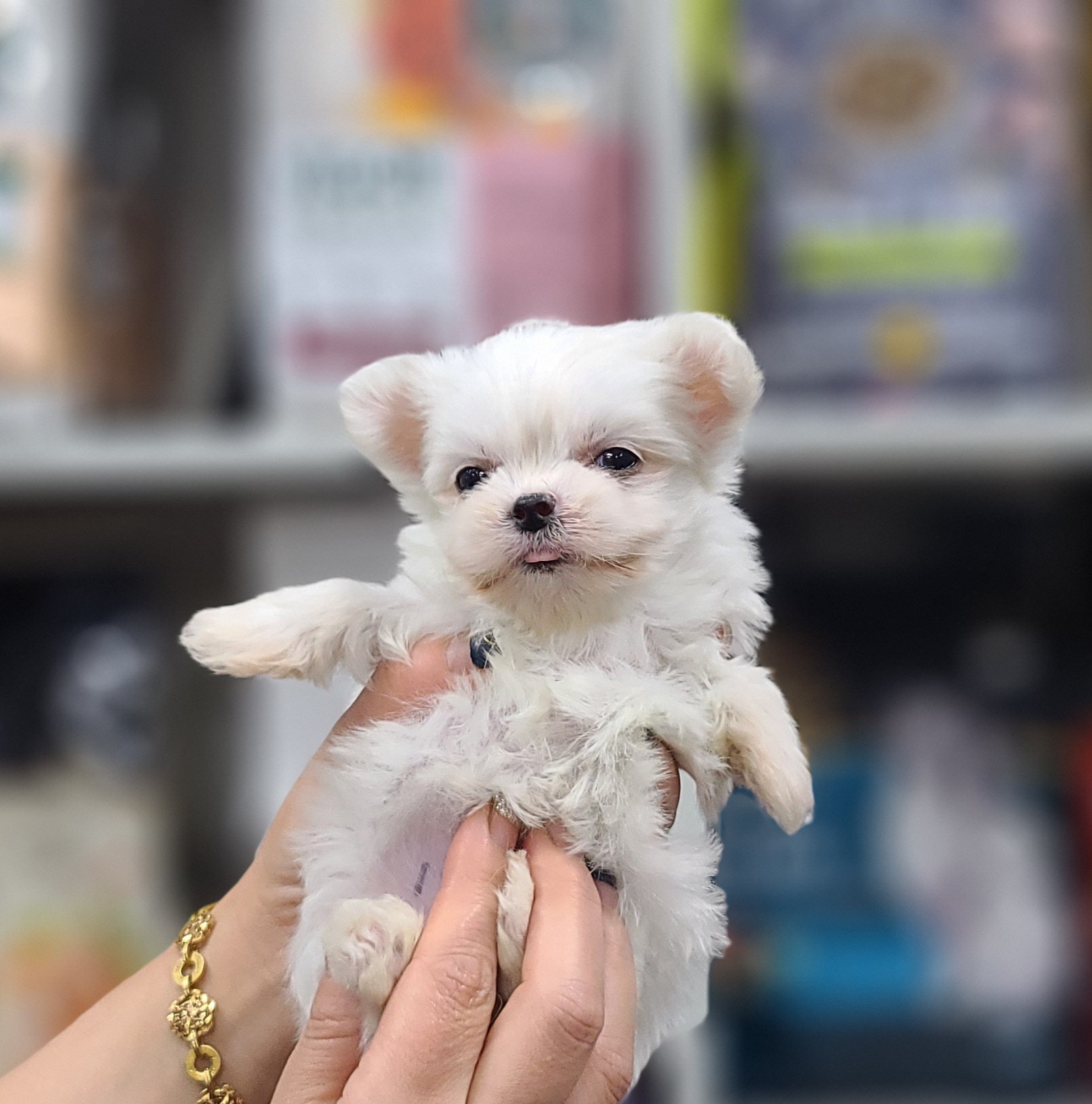 3743828319_1I5AYxy7_1fa604114550b4ceb757e9d231335566b4bd2b24.jpg 이미지크게보기