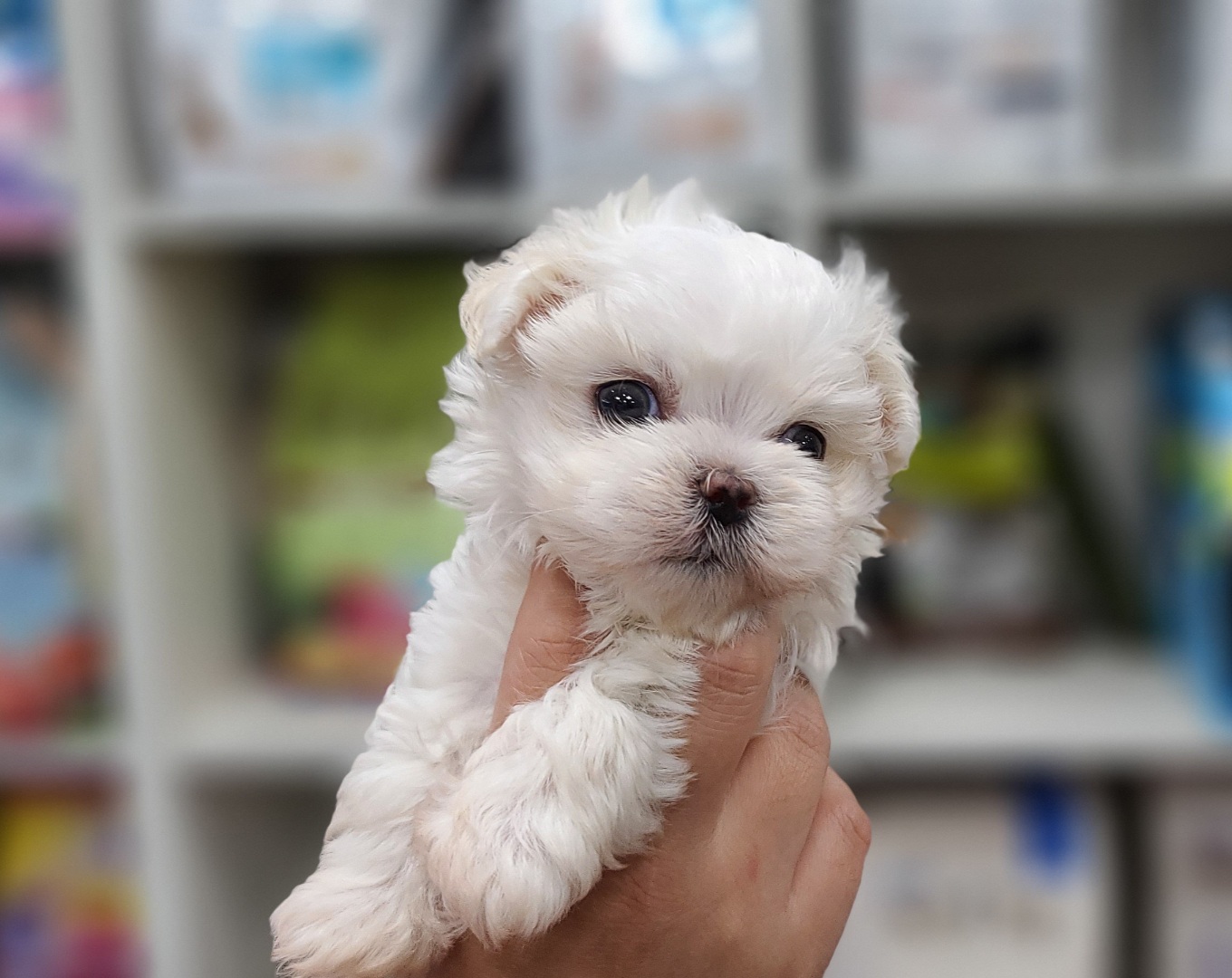 3743926505_ftsJGRBW_bfdea2756e159b4c4ee121fa9e280f77365f4ec7.jpg 이미지크게보기