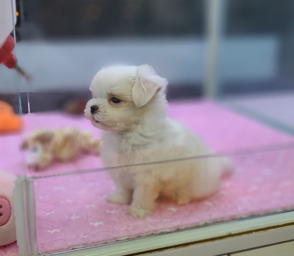 3743926933_c6jrFfmD_ca03bde4455d8edb1c3a9e5590f6295491a0c4c2.jpg 이미지크게보기