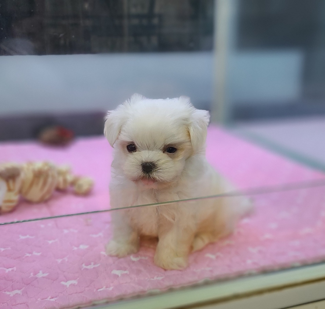 3743926933_tjprSJxE_e0348b3d6cf1d37e3a4b2f79e67085d166bf7119.jpg 이미지크게보기