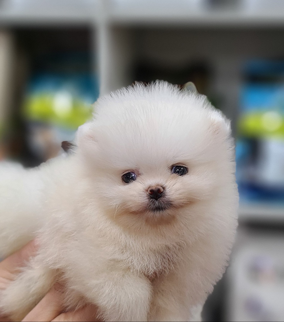 3743927018_cs4wkn0y_bda1c6de64e56c2140b5496c1946c878c0125e9f.jpg 이미지크게보기