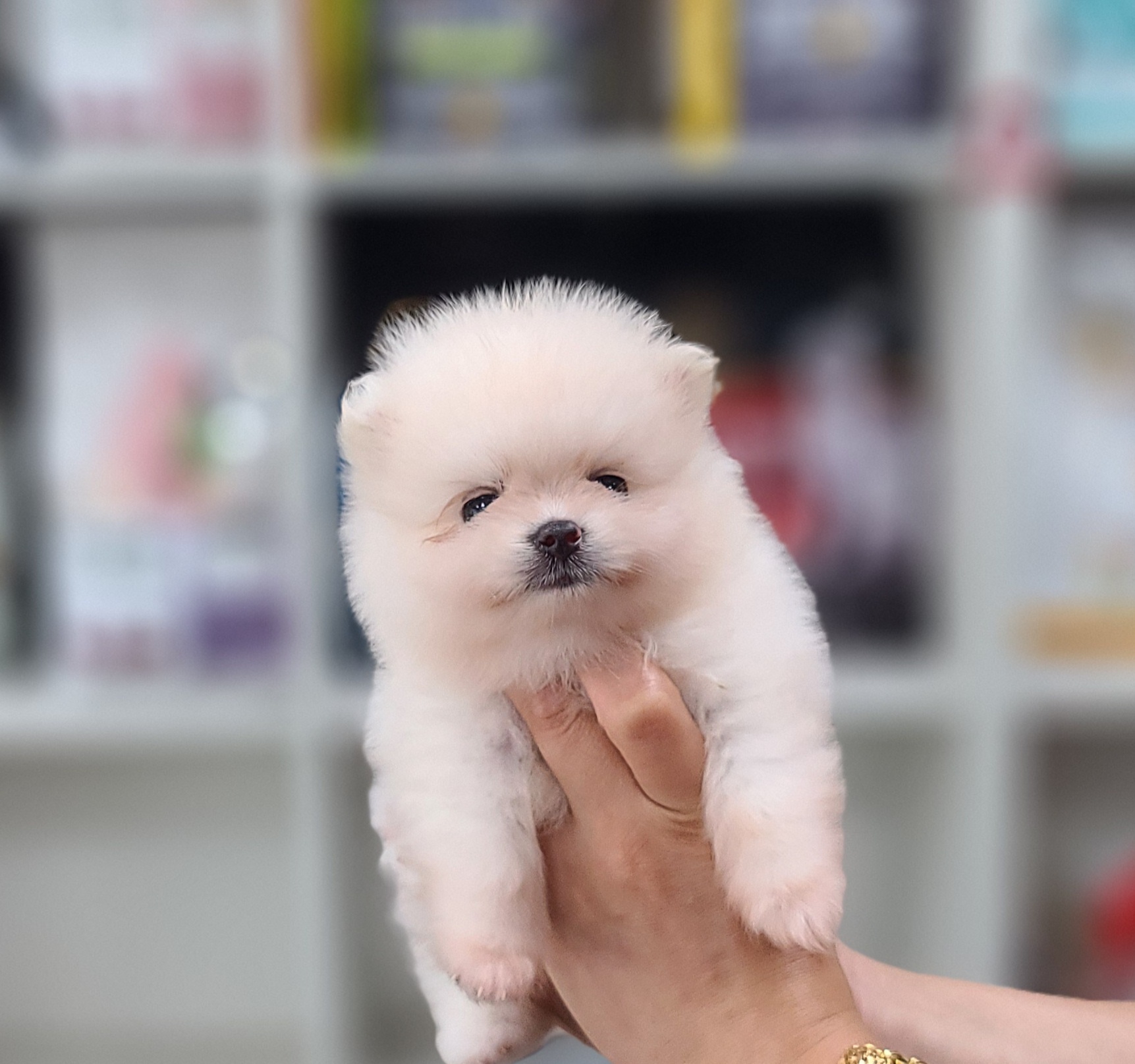 3743929081_0JejoSh2_2a40e49620be15c6527ddfb8268556adcc4e22a3.jpg 이미지크게보기