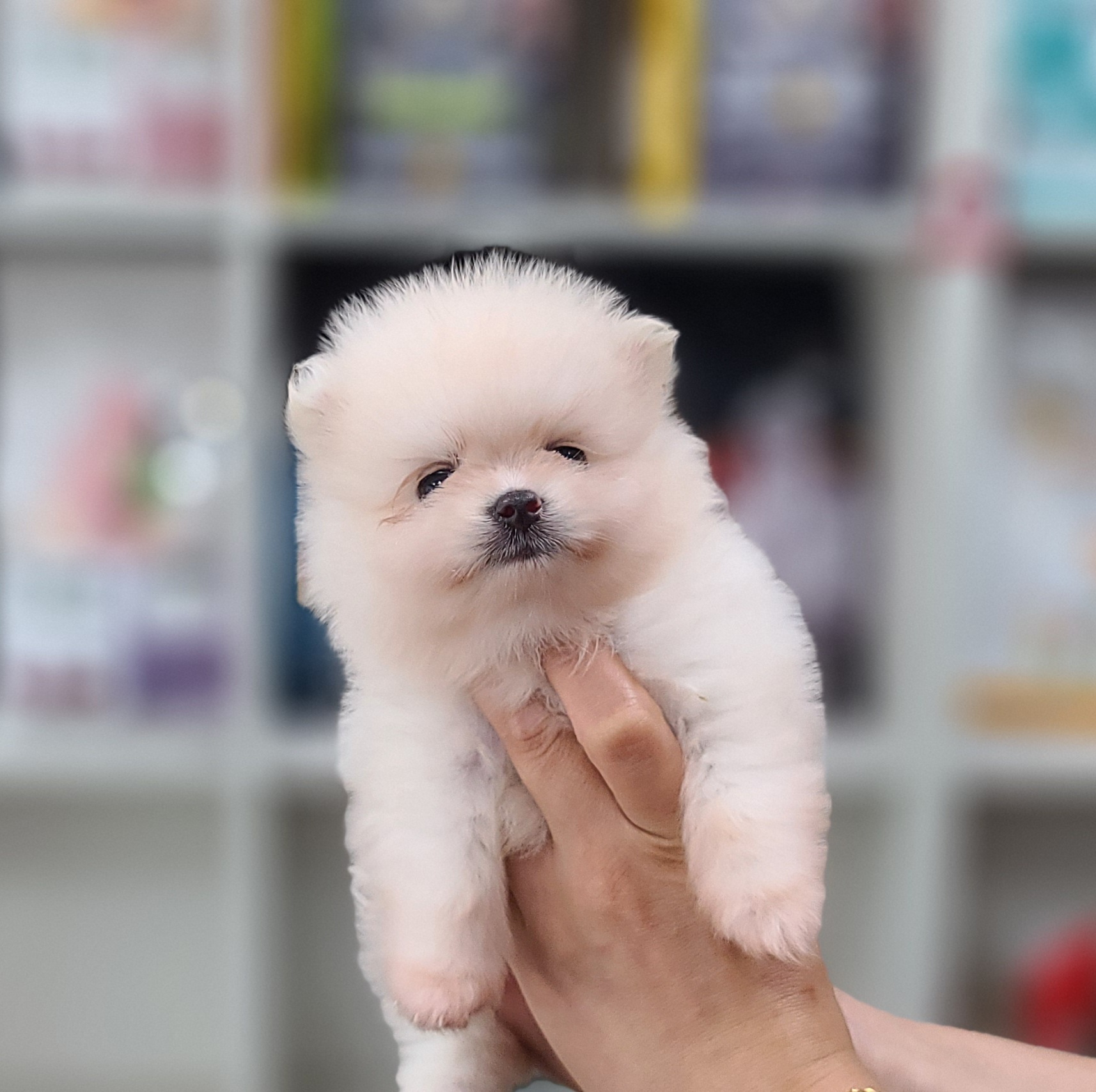3743929081_gEXhVj7P_39667c415b9a8800503bef2e7a9c28ba885a5cb5.jpg 이미지크게보기