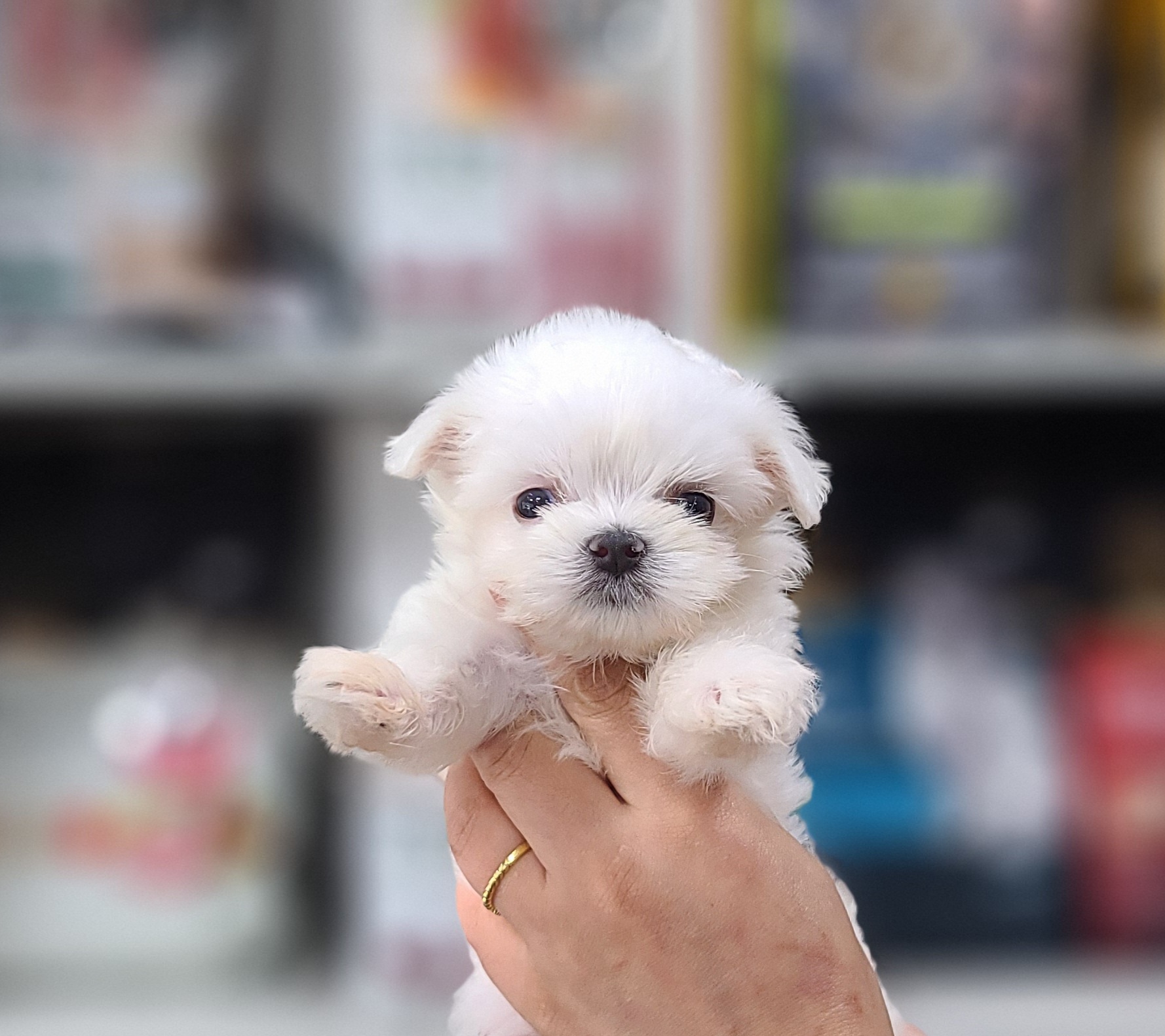 3743929081_ruFmtDge_a7db88c5a5d603f0a58367b40e3457fdf0203c0d.jpg 이미지크게보기