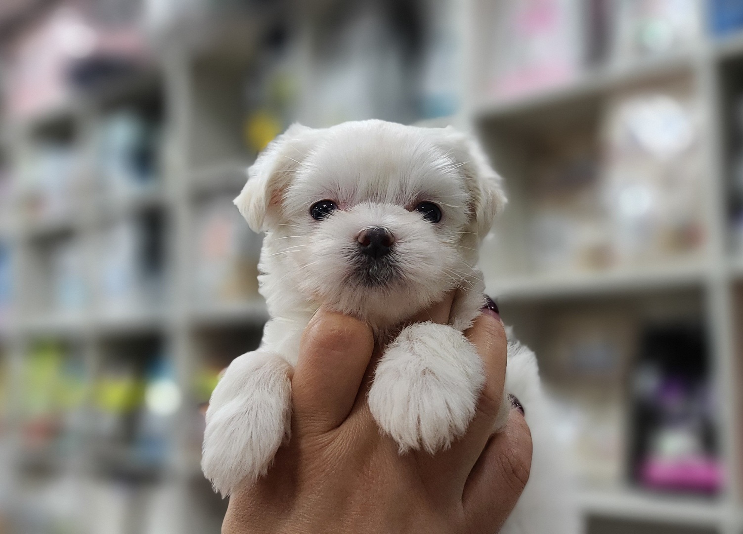 3743931004_unAfH0Gv_7cbf1bbb0c3cb70d08ae2b0178bf932ce1f4e716.jpg 이미지크게보기