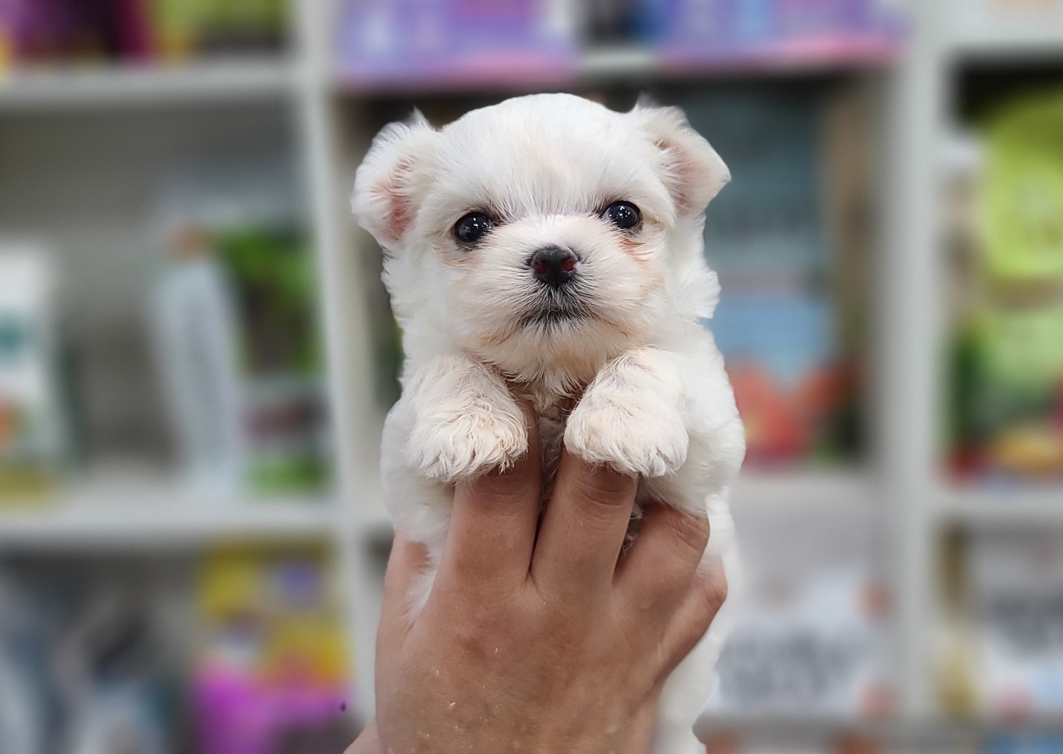 3743931290_Knc0FxM3_1f2f3ccd2155cd0f8c6889f54de56f69a1ea5bb0.jpg 이미지크게보기