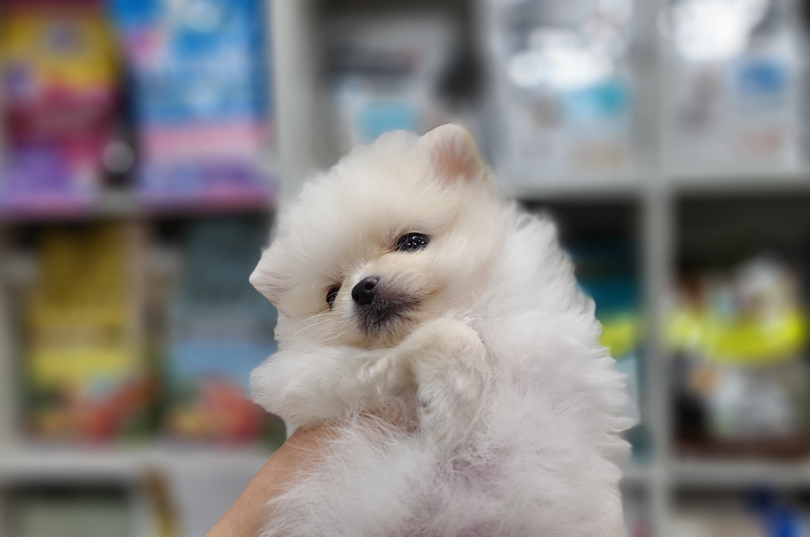 3743931290_UBhEPAkv_51c9a63c20c56c1f50685e651ef894ed07de43d3.jpg 이미지크게보기