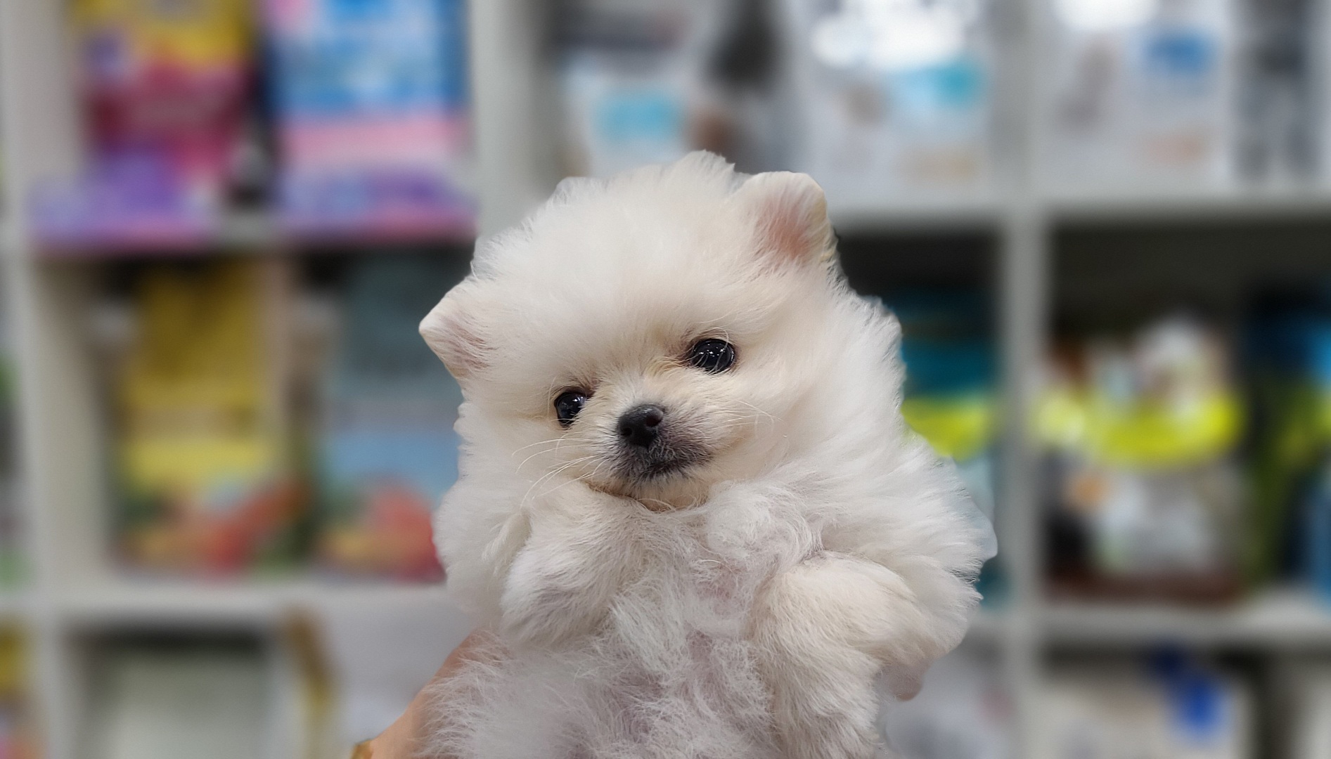 3743931290_tMTPf8WH_bfc74475022c0c9908258987459170a678ce457e.jpg 이미지크게보기