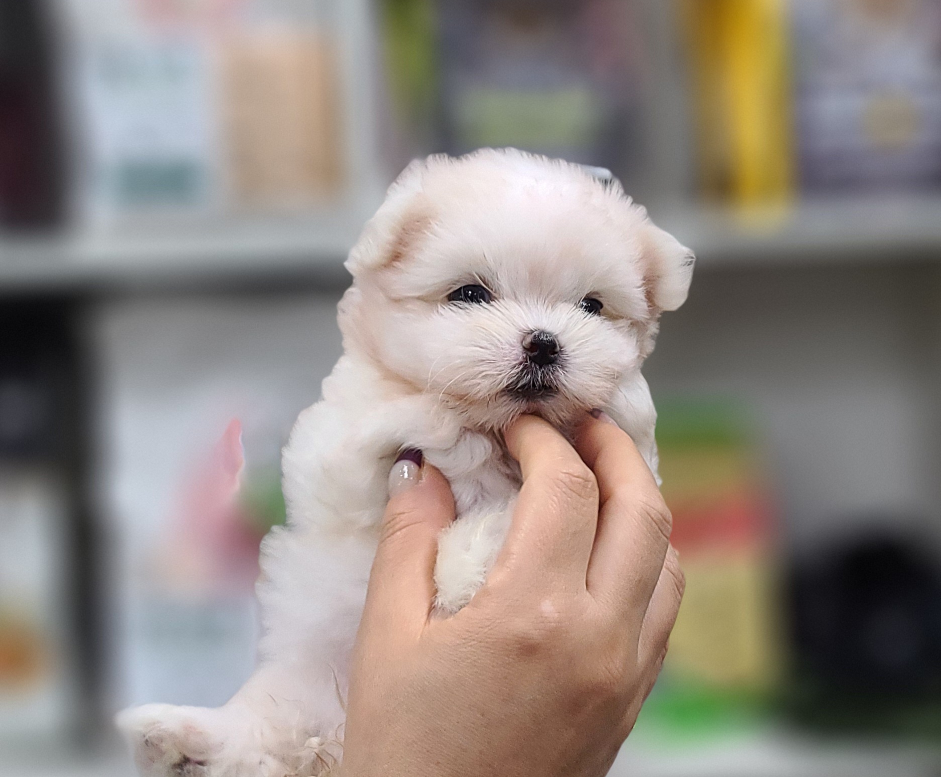 3743937249_t6KlZn4o_a9dda5150b6872b9431b9333be13cd21fc65a210.jpg 이미지크게보기