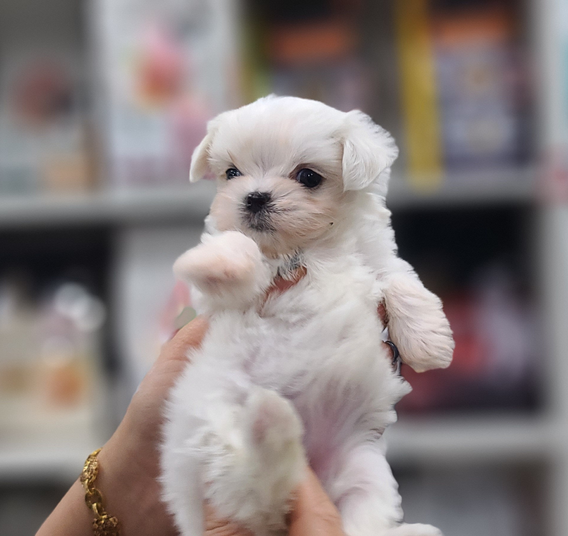 3745385470_xvYbQTU9_bf90f14532809bf85979bf07d1b6b4c09cd9db05.jpg 이미지크게보기