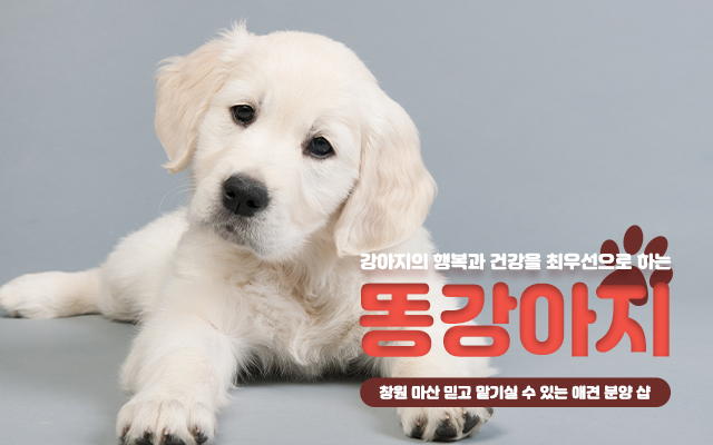 20230925172218_Ltkf9iZy.jpg_carousel_창원마산강아지분양 똥강아지_창원마산강아지분양,창원애견분양,마산강아지분양,마산애견분양,진해강아지분양