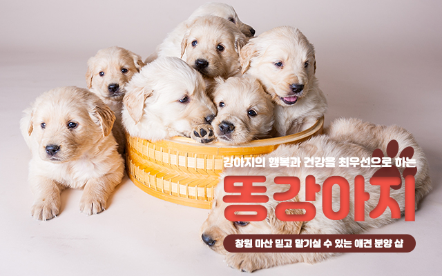 20230925172218_rlzwSJVf.jpg_carousel_창원마산강아지분양 똥강아지_창원마산강아지분양,창원애견분양,마산강아지분양,마산애견분양,진해강아지분양