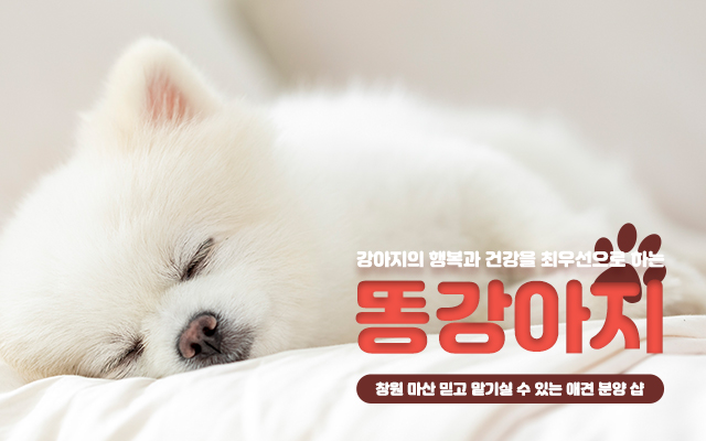 20230925172218_wTPbJjoQ.jpg_carousel_창원마산강아지분양 똥강아지_창원마산강아지분양,창원애견분양,마산강아지분양,마산애견분양,진해강아지분양