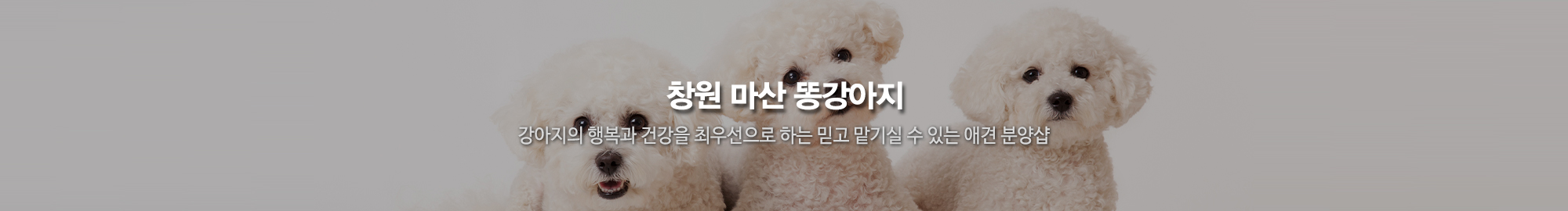 똥강아지_상단