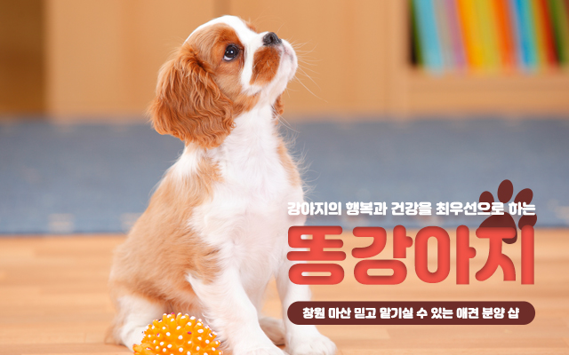 20230925173916_2feUd0F4.jpg_carousel_창원마산강아지분양 똥강아지_창원마산강아지분양,창원애견분양,마산강아지분양,마산애견분양,진해강아지분양